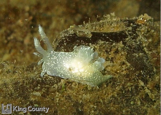 Photo of Ancula gibbosa
